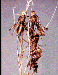 Bugs on plant