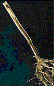 Larvae in stem