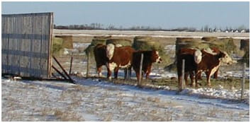Cows