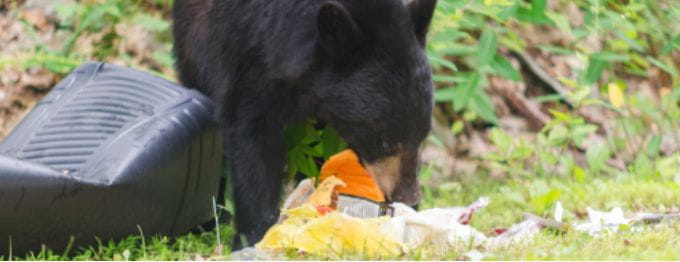 Bear