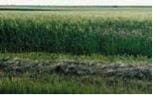 Canada thistle in wheat field