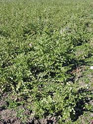 Thistle rosettes