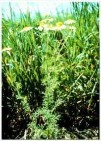 Scentless chamomile