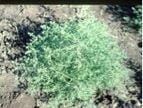 Mature Russian thistle