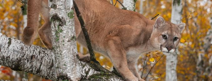 Cougar