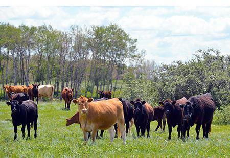 Cows