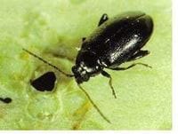 Crucifer beetle