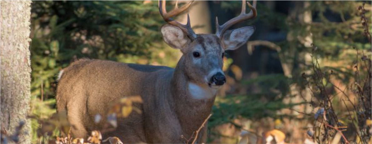 Deer standing in the woods