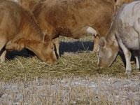 cattle feeding
