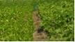 Dry bean not inoculated vs inoculated