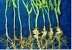Nodule formation on pea crop