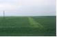 Uneven granular inoculant application.