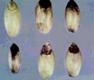 Severe red smudge on wheat