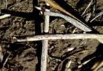 Slightly raised black pinhead size fruiting structures on wheat