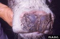 Encrusted muzzle and nostril