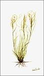 Needle and Thread Grass