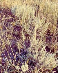 Pasture sage