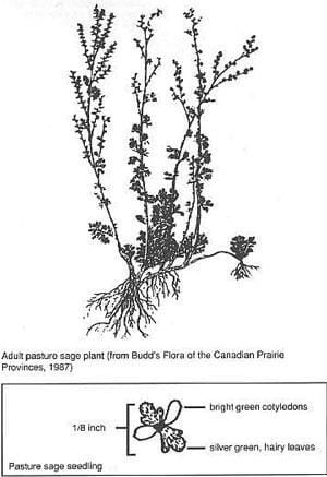 Pasture sage