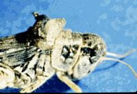 Fly