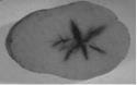 Hollow heart in potato