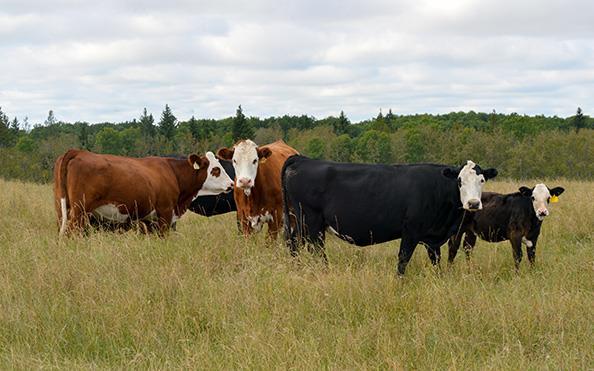 cows on grass
