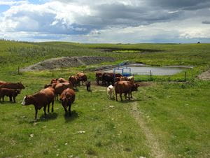 remote system and cows