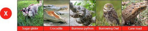 Restricted species