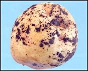 rhizoctonia