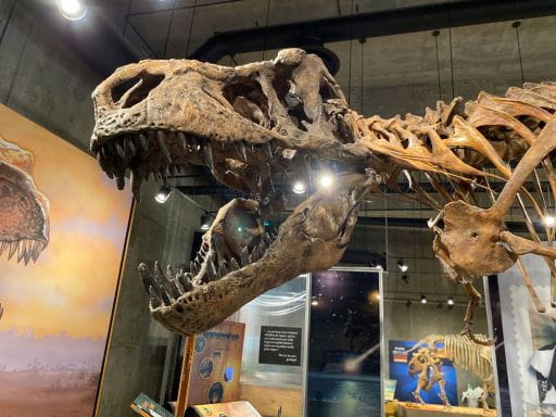 Scotty, the world's largest Tyrannosaurus rex, was discovered on August 16, 1991, by high school principal Robert Gebhardt. The Royal Saskatchewan Museum in Regina and the T. rex Discovery Centre in Eastend will be marking the anniversary of the discovery on August 16. 