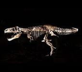Tyrannosaurus rex