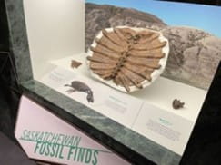 Exposition d’un fossile. 