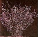 Alfalfa