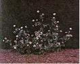 Alsike clover