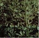 Faba bean