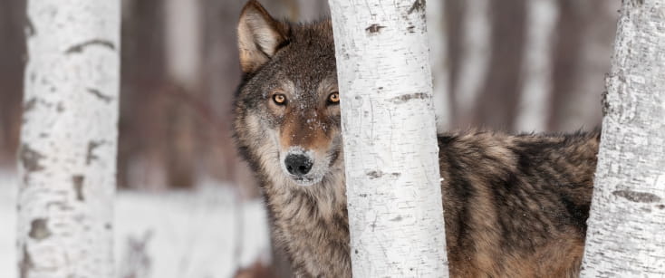 Wolf