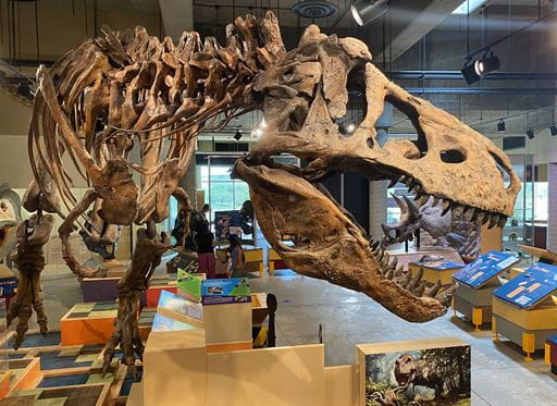 Scotty the T. rex