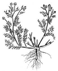 Pineapple weed