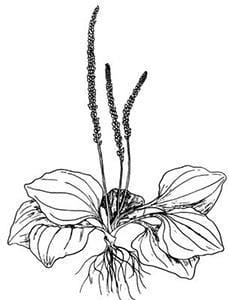 Plantain 