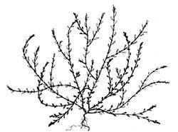 Prostrate knotwweed