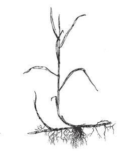 Quackgrass