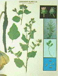 Burdock