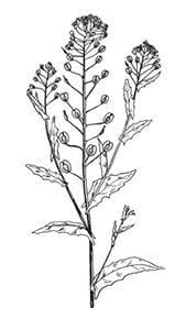 Stinkweed