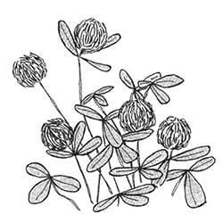 White dutch clover