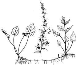 Creeping bellflower