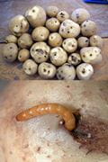 wireworms